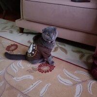 Scottish Fold, Kedi  Duman fotoğrafı