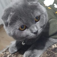 Scottish Fold, Kedi  Duman fotoğrafı