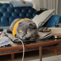 Scottish Fold, Kedi  Duman fotoğrafı