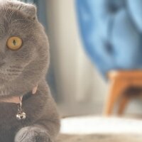 Scottish Fold, Kedi  Duman fotoğrafı