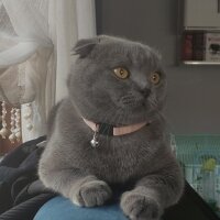 Scottish Fold, Kedi  Duman fotoğrafı