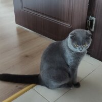 Scottish Fold, Kedi  Duman fotoğrafı