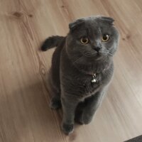 Scottish Fold, Kedi  Duman fotoğrafı