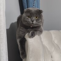 Scottish Fold, Kedi  Duman fotoğrafı