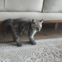 Scottish Fold, Kedi  Duman fotoğrafı