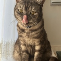 Scottish Fold, Kedi  Duman fotoğrafı