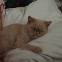 İran Kedisi (Persian), Kedi  zarife fotoğrafı