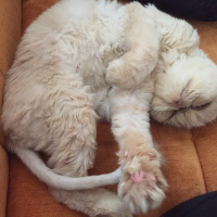 İran Kedisi (Persian), Kedi  zarife fotoğrafı