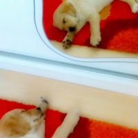 Golden Retriever, Köpek  Tarçın fotoğrafı