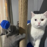 British Shorthair, Kedi  Reis fotoğrafı