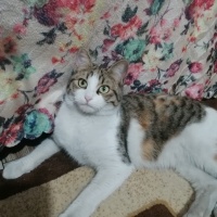 Tekir Kedi, Kedi  Boncuk fotoğrafı