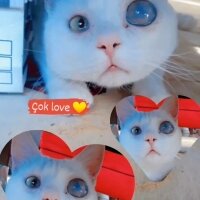 Ankara Kedisi, Kedi  LEO fotoğrafı