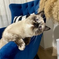 British Shorthair, Kedi  Eva fotoğrafı