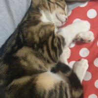 Tekir Kedi, Kedi  Üzüm fotoğrafı