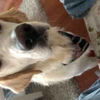 Golden Retriever, Köpek  Odin fotoğrafı