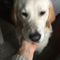 Golden Retriever, Köpek  Odin fotoğrafı