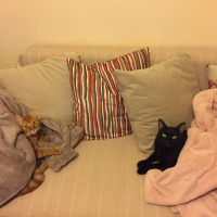  Kedi  Ramiz ve firat fotoğrafı