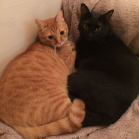  Kedi  Ramiz ve firat fotoğrafı