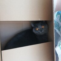 British Shorthair, Kedi  Yağmur fotoğrafı