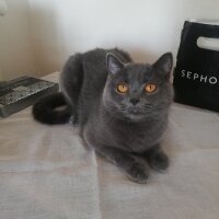 British Shorthair, Kedi  Yağmur fotoğrafı