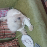 Maltese, Köpek  Pamuk fotoğrafı