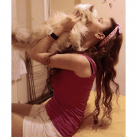 İran Kedisi (Persian), Kedi  Mia fotoğrafı