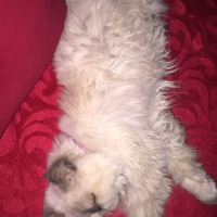 İran Kedisi (Persian), Kedi  Mia fotoğrafı