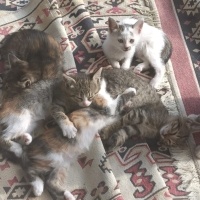 Sarman, Kedi  Minnoş fotoğrafı