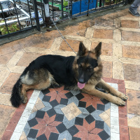 Alman Çoban Köpeği, Köpek  Rüzgar  fotoğrafı