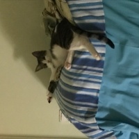 Tekir Kedi, Kedi  Gümüş fotoğrafı