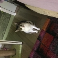 Tekir Kedi, Kedi  Gümüş fotoğrafı
