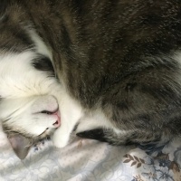 Tekir Kedi, Kedi  Gümüş fotoğrafı