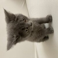 British Shorthair, Kedi  Duman fotoğrafı