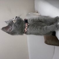 British Shorthair, Kedi  Duman fotoğrafı