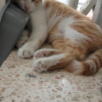 Tekir Kedi, Kedi  Toprak fotoğrafı