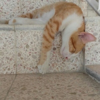Tekir Kedi, Kedi  Toprak fotoğrafı
