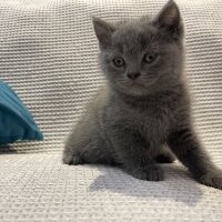 British Shorthair, Kedi  British Shorthair Dişi Bebeğimiz fotoğrafı