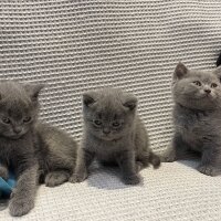 British Shorthair, Kedi  British Shorthair Dişi Bebeğimiz fotoğrafı