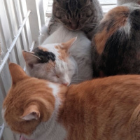 Tekir Kedi, Kedi  Pamuk fotoğrafı