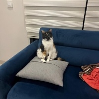 Tekir Kedi, Kedi  Afife fotoğrafı