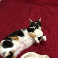 Tekir Kedi, Kedi  Afife fotoğrafı