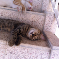 Tekir Kedi, Kedi  Cemre fotoğrafı