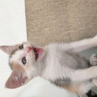 Tekir Kedi, Kedi  Cemre fotoğrafı