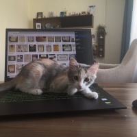 Tekir Kedi, Kedi  Patiş fotoğrafı