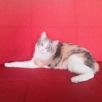 Tekir Kedi, Kedi  Patiş fotoğrafı