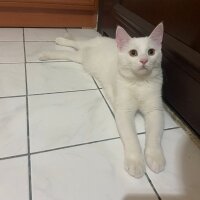 Van Kedisi, Kedi  Casper fotoğrafı