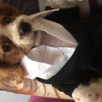 Cavalier King Charles Spanieli, Köpek  Leo fotoğrafı
