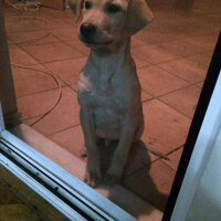 Labrador Retriever, Köpek  cesur fotoğrafı