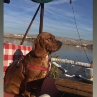 İngiliz Cocker Spaniel, Köpek  BADE fotoğrafı
