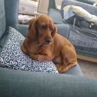 İngiliz Cocker Spaniel, Köpek  BADE fotoğrafı